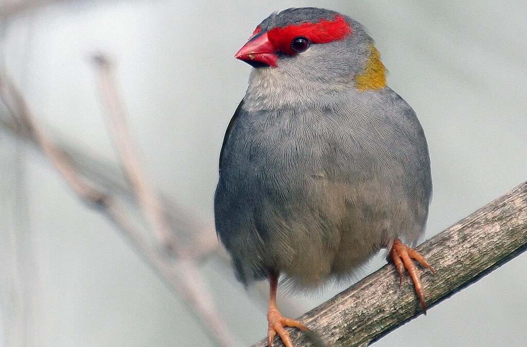 Red Browned Finch