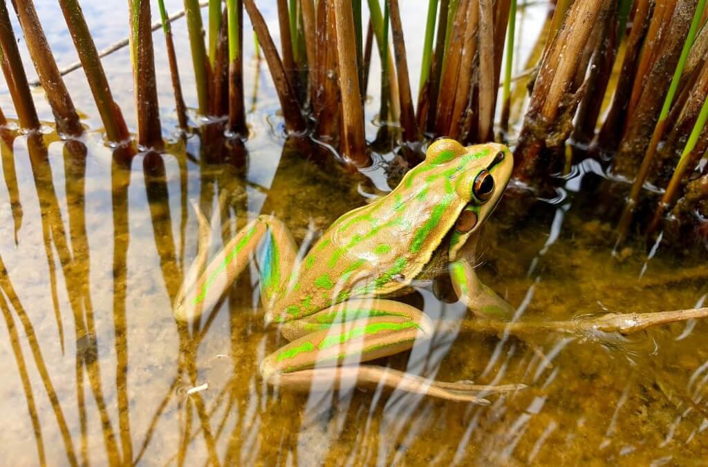 A green and golden bell frog, sits partially submerged in shallow, murky water surrounded by reeds.