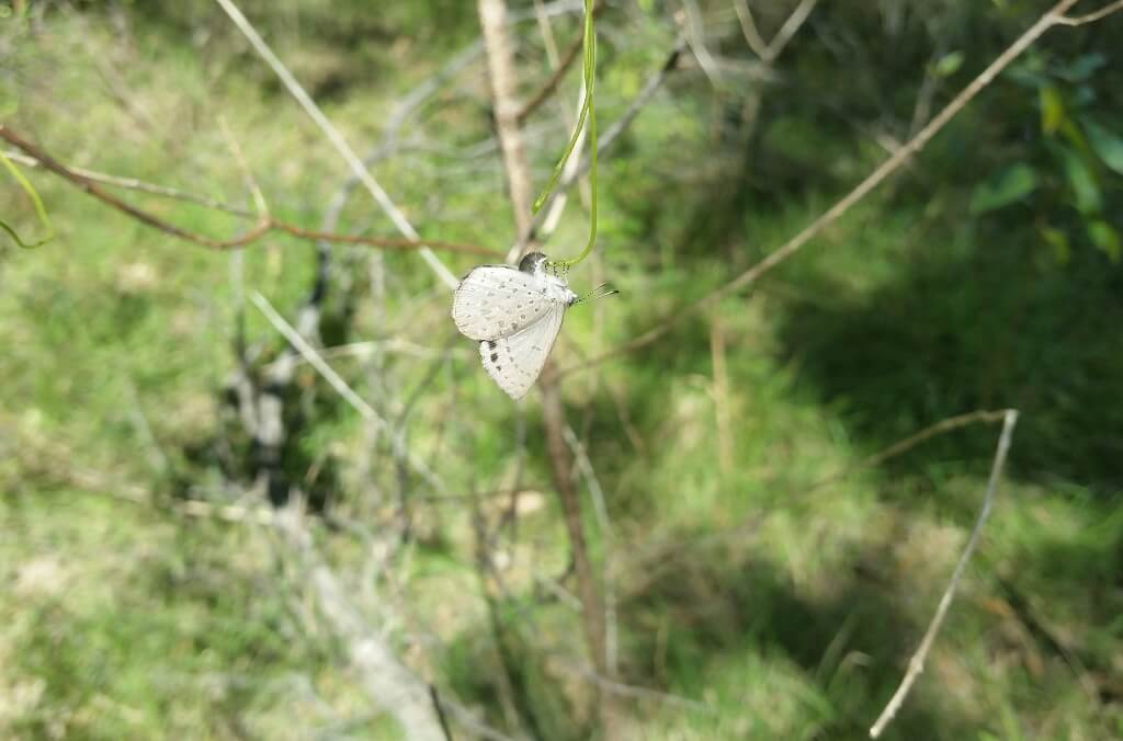 A small white butterfly with black spots rests on a thin branch in a grassy, wooded area.