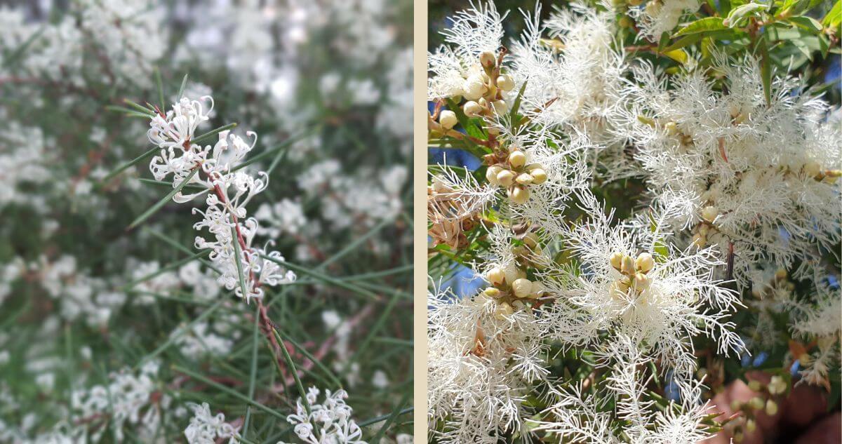 Two types of white flowers: on the left, small delicate white blooms clustered along thin green stems; on the right, larger fluffy white flowers with some unopened buds among green leaves.