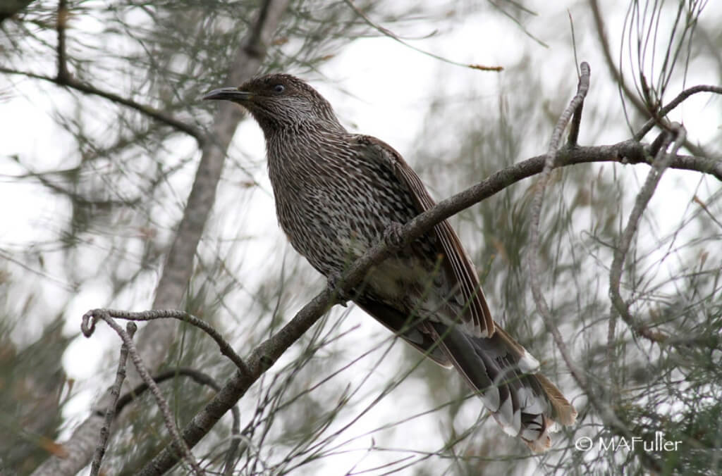 Little Wattlebird