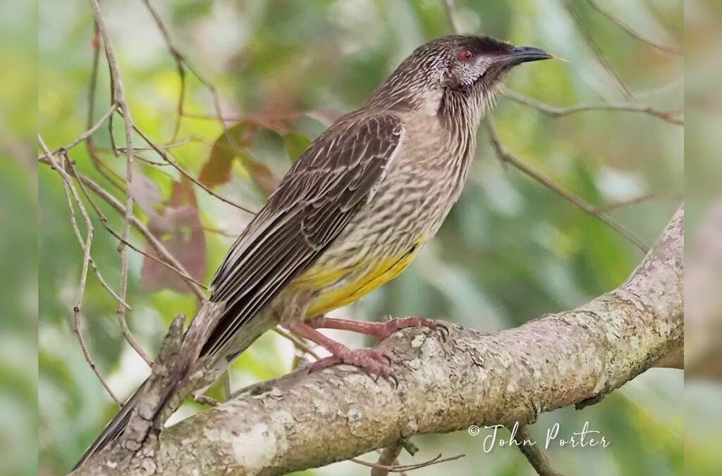 Red Wattlebird