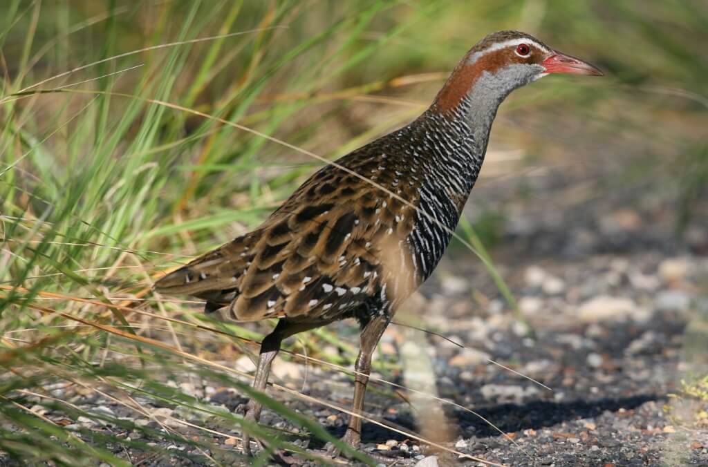Buff-banded Rail