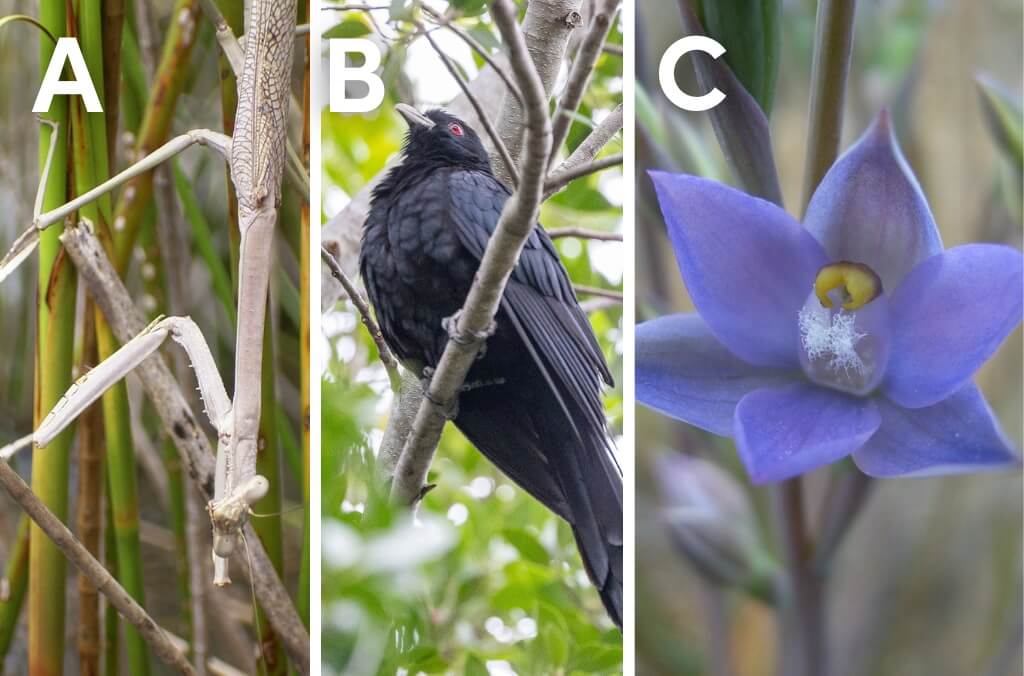 A composite image divided into three vertical panels labeled A, B, and C.  Panel A: A large stick insect camouflaged among thin green and brown branches. Panel B: A glossy black bird with red eyes perched on a tree branch, surrounded by green leaves. Panel C: A close-up of a single purple-blue flower with pointed petals and a yellow centre.