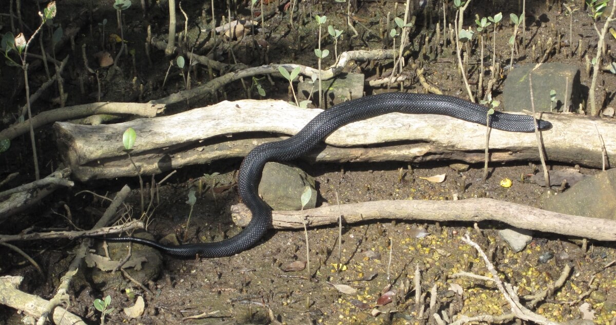 A Red‑bellied Black Snake lies stretched across sunlit mangrove roots on muddy ground.