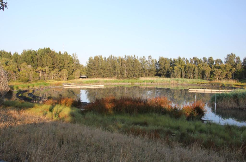 Landscape of the Eastern Pond with surrounding vegetation.