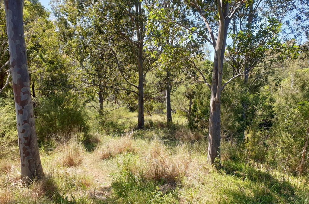 Dense vegetation of grasses and trees on Kronos Hill.