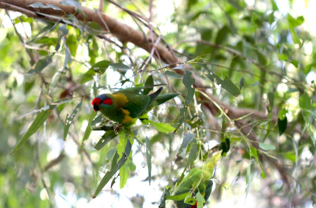A multi-coloured Musk Lorikeet perched on a leafy branch.