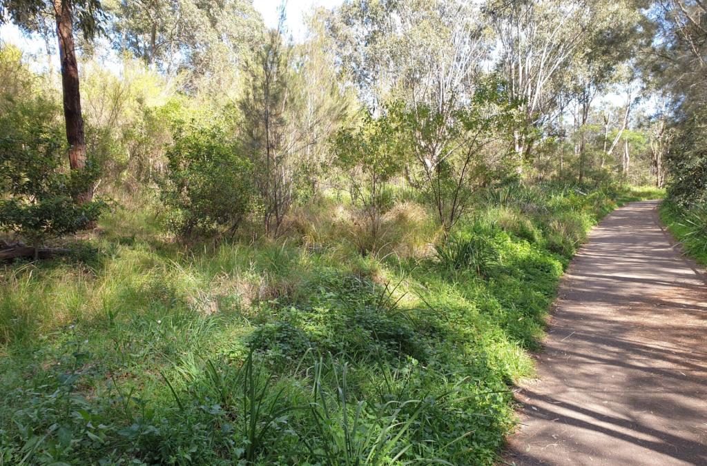Variety of dense native vegetation surrounding a path.