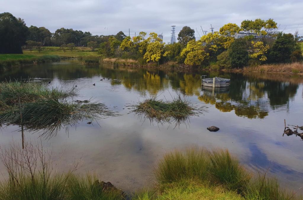Water and vegetation at Northern Water Feature. The waters reflect the clouds in the sky.