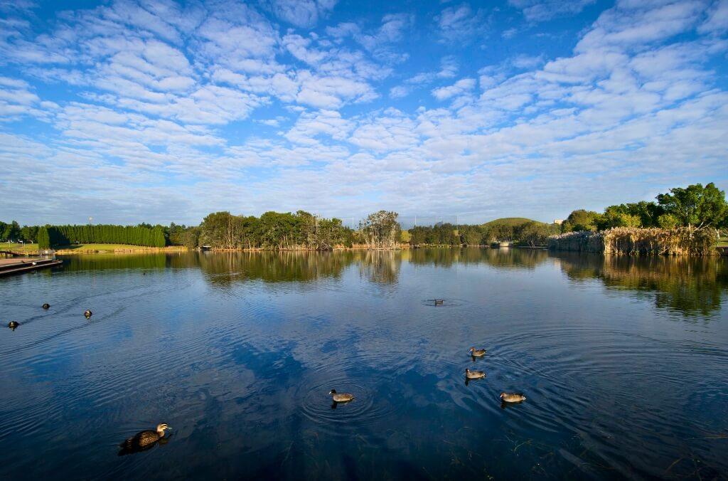 Waterbirds at Lake Belvedere