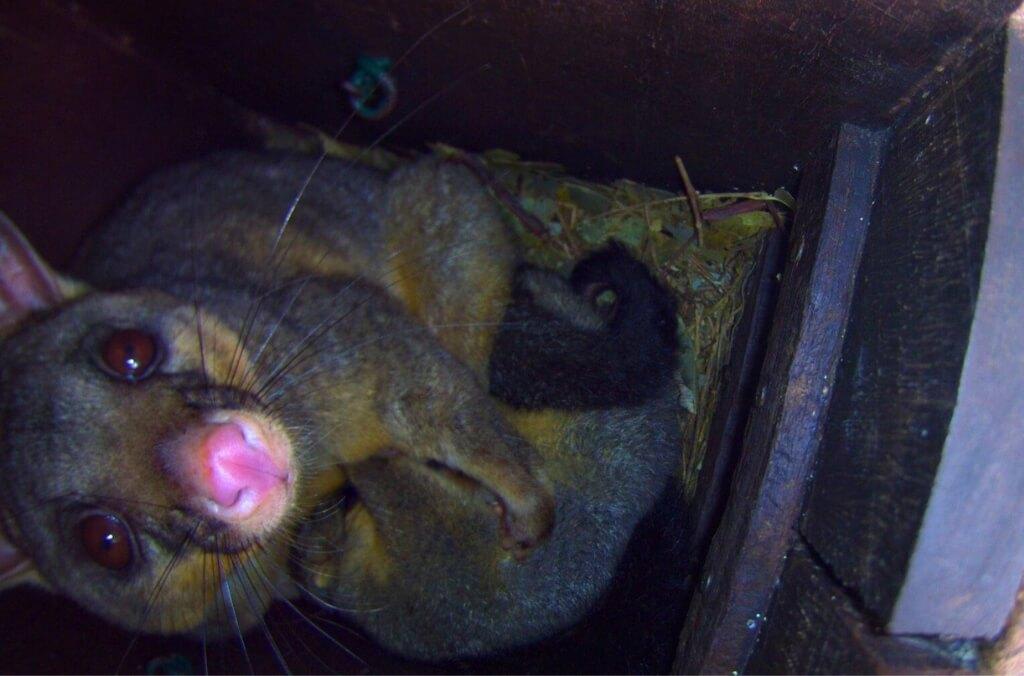 A Possum