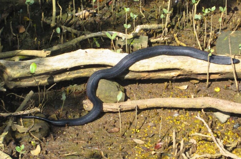 Red-bellied Black Snake in the intertidal wetlands of Sydney Olympic Park. 