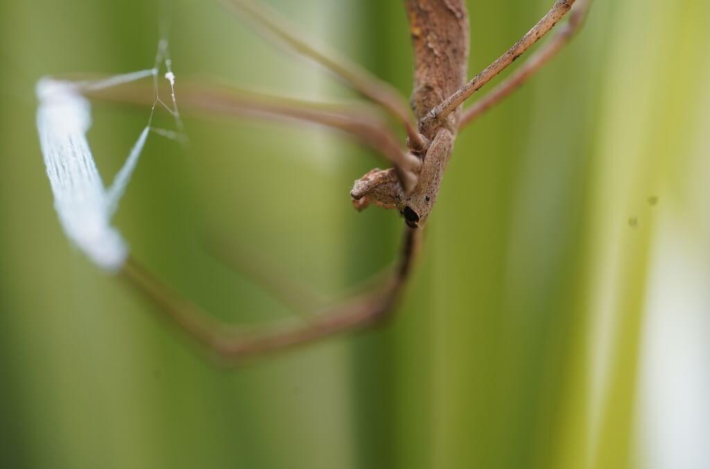 A close-up view of a brown spider with elongated legs shows it clinging to its web near a patch of zigzag blue silk, against a blurred green background of grass.