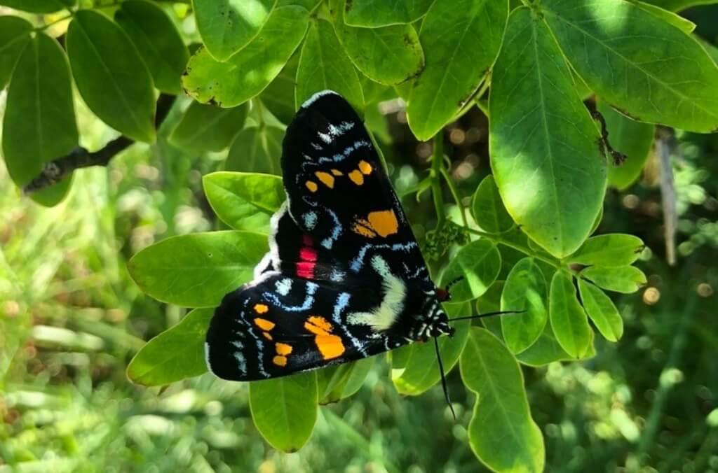 A Painted Vine Moth with its striking black wings adorned with vibrant red, orange, and blue-white markings, rests on a cluster of bright green leaves.